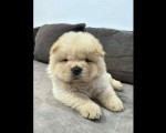 Čistokrvni CHOW-CHOW štenci 
