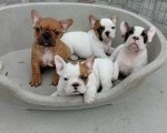 Francuski Bulldog Od Kuce Don 