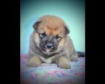 Shiba inu štenci 