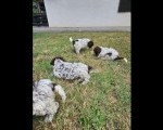 Dostupni štenci Lagoto Romanjole