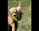 Shar pei – šar pej stenci