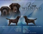 Labrador retriver, vrhunski čokoladni štenci  