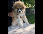 Stenci Akita Inu (Japanska Akita) 
