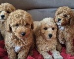 Pudle i Maltipoo štenci
