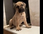 Južnoafrički mastif - Boerboel štenci