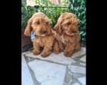 Labradoodle prelepi štenci