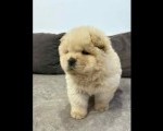 Čistokrvni CHOW-CHOW štenci 