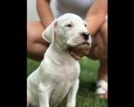 Dogo Argentino štenci
