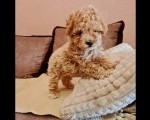 Maltipoo prelepi stenci