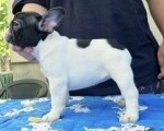 Francuski buldog štenci