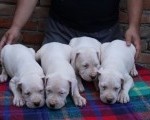 Dogo Argentino štenci