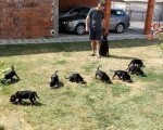Doberman prelepi stenci