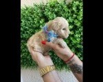 Maltipoo prelepi stenci