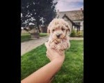 Maltipoo prelepi stenci