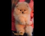 Pomeranac prelepi štenci