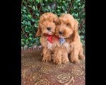 Labradoodle prelepi štenci