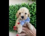 Maltipoo prelepi stenci