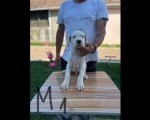 Dogo Argentino štenci