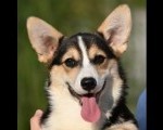 Velski korgi Welsh Corgi Pembroke