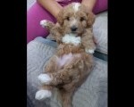 Maltipoo prelepi stenci