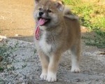 Prodajemo stence japanskih Akita