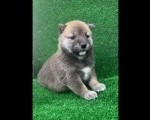 Shiba inu štenci