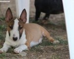 Mini Bull Terijer prelepi štenci