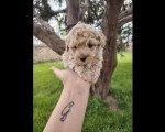 Maltipoo prelepi stenci