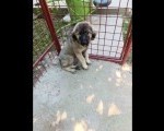 Na prodaju tri ženke ŠARPLANINCA 