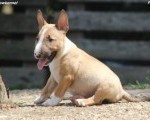 Mini Bull Terijer prelepi štenci