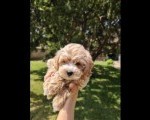 Maltipoo prelepi stenci