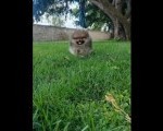Pomeranac prelepi štenci