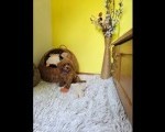 Toy Crvena Pudla - Ženkica