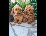 Labradoodle prelepi štenci