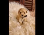 Maltipoo prelepi stenci
