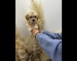 Maltipoo prelepi stenci