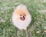 Pomeranac musko stene