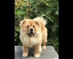 Chow Chow štenci 
