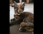 maine coon zenke