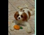 Dostupni štenci Cavalier King Charles 