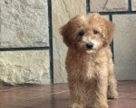 Slobodni štenci CAVAPOO 