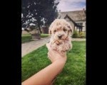 Maltipoo prelepi stenci