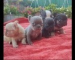 Francuski buldog štenci exotic, plavi, klasik i fluffy