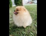 Pomeranac musko stene