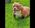 American Bully pocket i egzotic u lilac i coko boji 