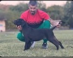 Cane Corso štenci