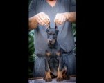 Doberman prelepi stenci