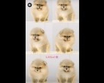 Pomeranian puppies for sale of top quality 