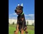 DobermaDoberman mužijacin mužijaci