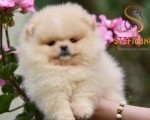 Pomeranac BOO medvedići, Pomeranski špic štenci